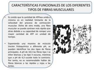 CARACTERÍSTICAS FUNCIONALES DE LOS DIFERENTES
TIPOS DE FIBRAS MUSCULARES
• Es creído que la cantidad de ATPasa unida a
miosina es en realidad limitante de la
velocidad del proceso de contracción
muscular. Dicho de otro modo, una fibra
muscular se puede contraer más rápido que
otras debido a su capacidad de romper una
mayor cantidad de ATP en unidad de
tiempo.
• Exponiendo una muestra de músculo
tinción histoquímica a diferente pH, se
pueden identificar los dos tipos de fibras
principales. A pH de 10,3 las fibras tipo I se
tiñen blancas y las tipo II oscuras, mientras
que a pH de 4,3 sucede todo lo contrario.
Por tanto, no es recomendable hablar de
fibras blancas a las rápidas y rojas a las
lentas.
 