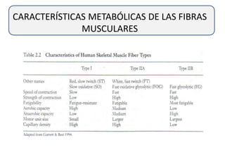 CARACTERÍSTICAS METABÓLICAS DE LAS FIBRAS
MUSCULARES
 