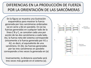 DIFERENCIAS EN LA PRODUCCIÓN DE FUERZA
POR LA ORIENTACIÓN DE LAS SARCÓMERAS
En la figura se muestra una ilustración
esquemática para mostrar la fuerza
generada por tres sarcómeras ordenadas
(a) en serie y (b) en paralelo. En (a) las
fuerzas generadas en cualquier lado de la
línea Z B y C, se cancelan cada una por
acción de las dos sarcómeras a cada lado.
Así, la fuerza neta del sistema corresponde
únicamente a la fuerza generada por A1 y
A2, es decir, el equivalente de una
sarcómera. En (b), las fuerzas generadas
por las tres sarcómeras en paralelo
corresponde a tres veces la generada en (a)
Inversamente, la distancia acortada será
tres veces más grande en el sistema (a).
 