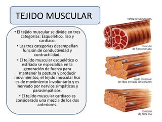 TEJIDO MUSCULAR
• El tejido muscular se divide en tres
categorías: Esquelético, liso y
cardíaco.
• Las tres categorías desempeñan
función de conductividad y
contractilidad.
• El tejido muscular esquelético o
estriado se especializa en la
generación de fuerza para
mantener la postura y producir
movimientos; el tejido muscular liso
es de movimiento involuntario y es
inervado por nervios simpáticos y
parasimpáticos.
• El tejido muscular cardíaco es
considerado una mezcla de los dos
anteriores.
 