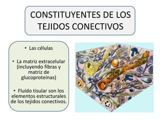 CONSTITUYENTES DE LOS
TEJIDOS CONECTIVOS
• Las células
• La matriz extracelular
(incluyendo fibras y
matriz de
glucoproteínas)
• Fluido tisular son los
elementos estructurales
de los tejidos conectivos.
 