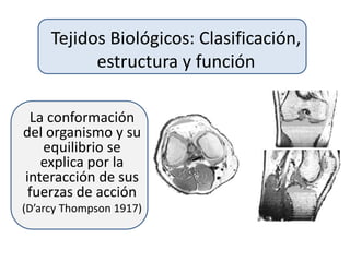 Tejidos Biológicos: Clasificación,
estructura y función
La conformación
del organismo y su
equilibrio se
explica por la
interacción de sus
fuerzas de acción
(D’arcy Thompson 1917)
 