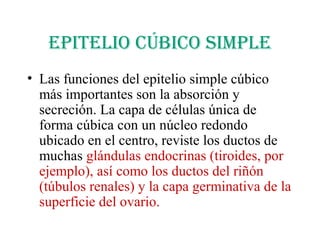 EpitElio cúbico simplE
• Las funciones del epitelio simple cúbico
más importantes son la absorción y
secreción. La capa de células única de
forma cúbica con un núcleo redondo
ubicado en el centro, reviste los ductos de
muchas glándulas endocrinas (tiroides, por
ejemplo), así como los ductos del riñón
(túbulos renales) y la capa germinativa de la
superficie del ovario.
 