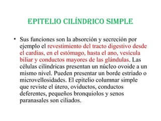 EpitElio cilíndrico simplE
• Sus funciones son la absorción y secreción por
ejemplo el revestimiento del tracto digestivo desde
el cardias, en el estómago, hasta el ano, vesícula
biliar y conductos mayores de las glándulas. Las
células cilíndricas presentan un núcleo ovoide a un
mismo nivel. Pueden presentar un borde estriado o
microvellosidades. El epitelio columnar simple
que reviste el útero, oviductos, conductos
deferentes, pequeños bronquiolos y senos
paranasales son ciliados.
 