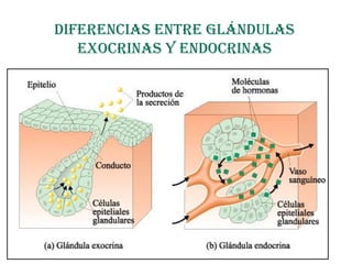 difErEncias EntrE Glándulas
Exocrinas y Endocrinas
 