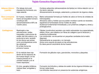 Tejido Conectivo Especializado
Adiposo (blanco
y pardo)
Por debajo de la piel
(hipodermis) formando una
capa aislante.
Contiene adipocitos (almacenadores de lípidos) en íntima relación con un
rico lecho vascular.
Almacenamiento de energía, aislamiento y protección de órganos vitales.
Óseo (compacto
y esponjoso)
En huesos, resistente y muy
liviano (el esqueleto humano
constituye sólo
aproximadamente el l8% de
nuestro peso).
Matriz extracelular formada por fosfato de calcio en forma de cristales de
hidroxiapatita).
Almacena calcio y fosfato que se pueden movilizar cuando se necesitan,
regulando la homeostasis de los niveles de calcio.
Sustancia fundamental mineralizada y con proteínas (colágeno y otras) y
proteoglucanos.
Cartilaginoso Restringido a las
articulaciones, anillos
traqueales y estructuras de
sostén del oído externo y la
punta de la nariz, también
en los discos que actúan
como amortiguadores entre
las vértebras.
En el feto forma los
primeros huesos.
Células (condrocitos) secretan una matriz extracelular muy especializada,
sólida y firme, pero elástica con fibras de colágeno que la refuerzan y
sustancia fundamental.
Los condrocitos se encuentran en pequeñas cavidades de la matriz
(lagunas).
Generalmente es avascular y no inervado.
Actúa como soporte de pesos en las articulaciones.
Es clave para el crecimiento de los huesos.
Hemopoyético En la médula ósea roja
dentro de los espacios de
los huesos largos: en los
huesos jóvenes en la
cavidad medular y en el
hueso esponjoso.
Formación de glóbulos rojos, granulocitos, monocitos y plaquetas.
Linfoide En timo, ganglios linfáticos,
médula ósea, amígdalas y
bazo.
Formación de linfocitos y células de sostén de los órganos linfoides que
forman redes laxas.
Los linfocitos reaccionan en presencia de sustancias antigénicas.
 