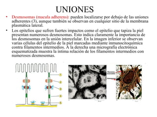 UNIONES
• Desmosomas (macula adherens): pueden localizarse por debajo de las uniones
adherentes (3), aunque también se observan en cualquier sitio de la membrana
plasmática lateral.
• Los epitelios que sufren fuertes impactos como el epitelio que tapiza la piel
presentan numerosos desmosomas. Esto indica claramente la importancia de
los desmosomas en la unión intercelular. En la imagen inferior se observan
varias células del epitelio de la piel marcadas mediante inmunocitoquímica
contra filamentos intermedios. A la derecha una micrografía electrónica
esquematizada muestra la íntima relación de los filamentos intermedios con
numerosos desmosomas.
 
