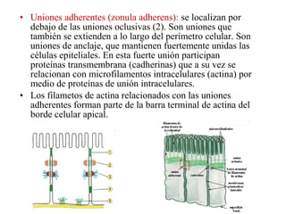 • Uniones adherentes (zonula adherens): se localizan por
debajo de las uniones oclusivas (2). Son uniones que
también se extienden a lo largo del perímetro celular. Son
uniones de anclaje, que mantienen fuertemente unidas las
células epiteliales. En esta fuerte unión participan
proteínas transmembrana (cadherinas) que a su vez se
relacionan con microfilamentos intracelulares (actina) por
medio de proteínas de unión intracelulares.
• Los filametos de actina relacionados con las uniones
adherentes forman parte de la barra terminal de actina del
borde celular apical.
 