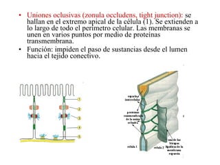 • Uniones oclusivas (zonula occludens, tight junction): se
hallan en el extremo apical de la célula (1). Se extienden a
lo largo de todo el perímetro celular. Las membranas se
unen en varios puntos por medio de proteínas
transmembrana.
• Función: impiden el paso de sustancias desde el lumen
hacia el tejido conectivo.
 