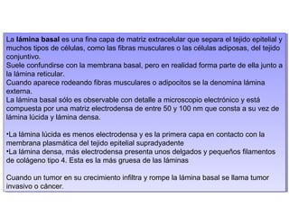 La lámina basal es una fina capa de matriz extracelular que separa el tejido epitelial y
muchos tipos de células, como las fibras musculares o las células adiposas, del tejido
conjuntivo.
Suele confundirse con la membrana basal, pero en realidad forma parte de ella junto a
la lámina reticular.
Cuando aparece rodeando fibras musculares o adipocitos se la denomina lámina
externa.
La lámina basal sólo es observable con detalle a microscopio electrónico y está
compuesta por una matriz electrodensa de entre 50 y 100 nm que consta a su vez de
lámina lúcida y lámina densa.
•La lámina lúcida es menos electrodensa y es la primera capa en contacto con la
membrana plasmática del tejido epitelial supradyadente
•La lámina densa, más electrodensa presenta unos delgados y pequeños filamentos
de colágeno tipo 4. Esta es la más gruesa de las láminas
Cuando un tumor en su crecimiento infiltra y rompe la lámina basal se llama tumor
invasivo o cáncer.
La lámina basal es una fina capa de matriz extracelular que separa el tejido epitelial y
muchos tipos de células, como las fibras musculares o las células adiposas, del tejido
conjuntivo.
Suele confundirse con la membrana basal, pero en realidad forma parte de ella junto a
la lámina reticular.
Cuando aparece rodeando fibras musculares o adipocitos se la denomina lámina
externa.
La lámina basal sólo es observable con detalle a microscopio electrónico y está
compuesta por una matriz electrodensa de entre 50 y 100 nm que consta a su vez de
lámina lúcida y lámina densa.
•La lámina lúcida es menos electrodensa y es la primera capa en contacto con la
membrana plasmática del tejido epitelial supradyadente
•La lámina densa, más electrodensa presenta unos delgados y pequeños filamentos
de colágeno tipo 4. Esta es la más gruesa de las láminas
Cuando un tumor en su crecimiento infiltra y rompe la lámina basal se llama tumor
invasivo o cáncer.
 