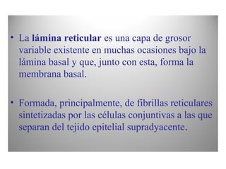 • La lámina reticular es una capa de grosor
variable existente en muchas ocasiones bajo la
lámina basal y que, junto con esta, forma la
membrana basal.
• Formada, principalmente, de fibrillas reticulares
sintetizadas por las células conjuntivas a las que
separan del tejido epitelial supradyacente.
 