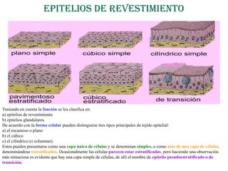 epiTelios de revesTimienTo
Teniendo en cuenta la función se los clasifica en:
a) epitelios de revestimiento
b) epitelios glandulares.
De acuerdo con la forma celular pueden distinguirse tres tipos principales de tejido epitelial:
a) el escamoso o plano
b) el cúbico
c) el cilíndrico (o columnar).
Estos pueden presentarse como una capa única de células y se denominan simples, o como más de una capa de células,
denominándose estratificados. Ocasionalmente las células parecen estar estratificadas, pero haciendo una observación
más minuciosa es evidente que hay una capa simple de células, de allí el nombre de epitelio pseudoestratificado o de
transición.
 