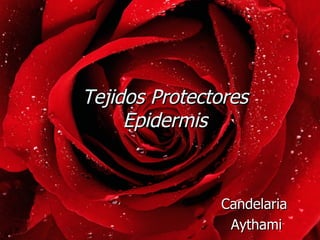 Tejidos Protectores Epidermis Candelaria  Aythami 