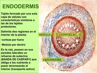 Tejidos Vegetales | PPS