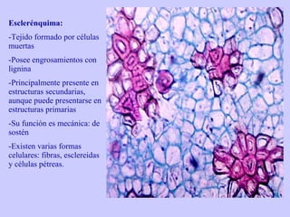 Esclerénquima: Tejido formado por células muertas Posee engrosamientos con lignina Principalmente presente en estructuras secundarias, aunque puede presentarse en estructuras primarias Su función es mecánica: de sostén Existen varias formas celulares: fibras, esclereidas y células pétreas. 