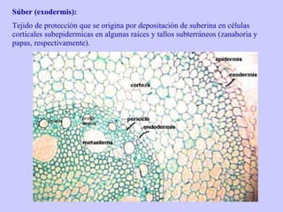 Súber (exodermis): Tejido de protección que se origina por depositación de suberina en células corticales subepidermicas en algunas raíces y tallos subterráneos (zanahoria y papas, respectivamente). 