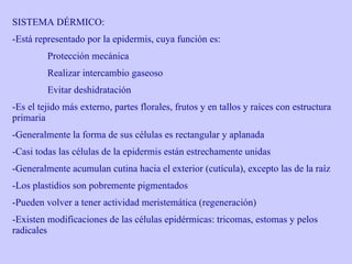 SISTEMA DÉRMICO: Está representado por la epidermis, cuya función es: Protección mecánica Realizar intercambio gaseoso Evitar deshidratación Es el tejido más externo, partes florales, frutos y en tallos y raíces con estructura primaria Generalmente la forma de sus células es rectangular y aplanada Casi todas las células de la epidermis están estrechamente unidas Generalmente acumulan cutina hacia el exterior (cutícula), excepto las de la raíz Los plastidios son pobremente pigmentados Pueden volver a tener actividad meristemática (regeneración)  Existen modificaciones de las células epidérmicas: tricomas, estomas y pelos radicales 