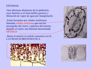 ESTOMAS: Son aberturas dinámicas de la epidermis, cuya función es el intercambio gaseoso y liberación de vapor de agua por transpiración Están formados por células reniformes llamadas  células oclusivas , que son las encargadas del cierre y apertura del estoma, dejando al centro una abertura denominada  OSTÍOLO Hacia el interior el ostíolo comunica con la CAVIDAD SUBESTOMÁTICA 
