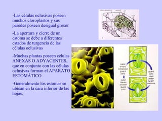 Las células oclusivas poseen muchos cloroplastos y sus paredes poseen desigual grosor La apertura y cierre de un estoma se debe a diferentes estados de turgencia de las células oclusivas Muchas plantas poseen células ANEXAS O ADYACENTES, que en conjunto con las células oclusivas forman el APARATO ESTOMÁTICO Generalmente los estomas se ubican en la cara inferior de las hojas. 