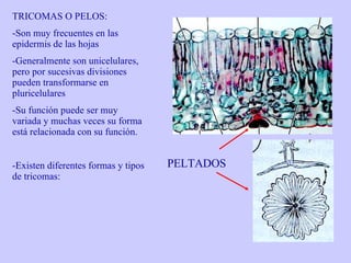 TRICOMAS O PELOS: Son muy frecuentes en las epidermis de las hojas Generalmente son unicelulares, pero por sucesivas divisiones pueden transformarse en pluricelulares Su función puede ser muy variada y muchas veces su forma está relacionada con su función. Existen diferentes formas y tipos de tricomas: PELTADOS 