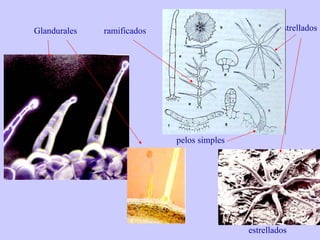 Glandurales  ramificados pelos simples estrellados estrellados 