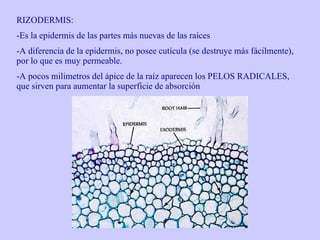RIZODERMIS: Es la epidermis de las partes más nuevas de las raíces A diferencia de la epidermis, no posee cutícula (se destruye más fácilmente), por lo que es muy permeable. A pocos milimetros del ápice de la raíz aparecen los PELOS RADICALES, que sirven para aumentar la superficie de absorción 