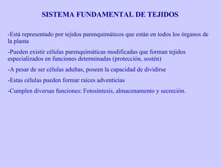 SISTEMA FUNDAMENTAL DE TEJIDOS Está representado por tejidos parenquimáticos que están en todos los órganos de la planta Pueden existir células parenquimáticas modificadas que forman tejidos especializados en funciones determinadas (protección, sostén) A pesar de ser células adultas, poseen la capacidad de dividirse Estas células pueden formar raices adventicias Cumplen diversas funciones: Fotosíntesis, almacenamento y secreción. 