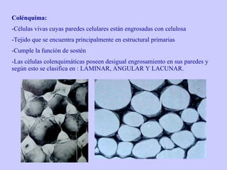 Colénquima: Células vivas cuyas paredes celulares están engrosadas con celulosa  Tejido que se encuentra principalmente en estructural primarias Cumple la función de sostén Las células colenquimáticas poseen desigual engrosamiento en sus paredes y según esto se clasifica en : LAMINAR, ANGULAR Y LACUNAR . 