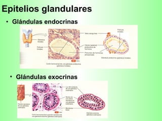 Epitelios glandulares Glándulas endocrinas Glándulas exocrinas 