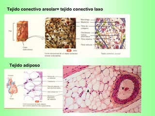 Tejido conectivo areolar= tejido conectivo laxo Tejido adiposo 