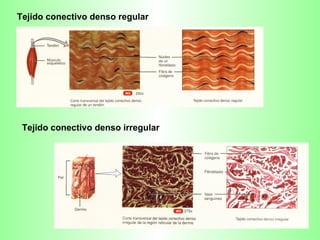 Tejido conectivo denso regular Tejido conectivo denso irregular 