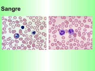 Sangre 