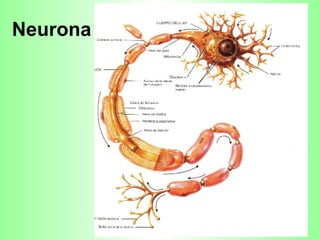 Neurona   