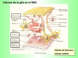 Células de Schwann Células satélite Células de la glía en el SNC 