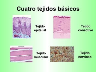 Cuatro tejidos básicos Tejido epitelial Tejido conectivo Tejido muscular Tejido nervioso 