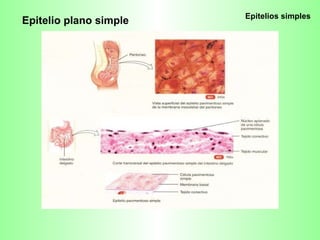Epitelios simples Epitelio plano simple 