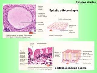 Epitelios simples Epitelio cúbico simple Epitelio cilíndrico simple 