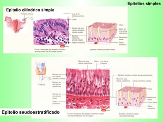 Epitelio cilíndrico simple Epitelio seudoestratificado Epitelios simples 