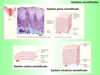 Epitelios estratificados Epitelio plano estratificado Epitelio cilíndrico estratificado Epitelio cúbico estratificado 