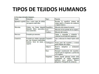 TIPOS DE TEJIDOS HUMANOS
 