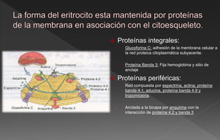 Tejido sanguineo | PPTX