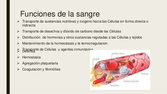 Tejido sanguineo