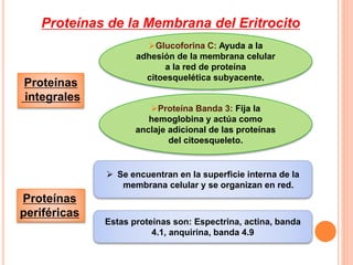 TEJIDO SANGUINEO .ppt
