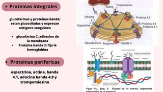Tejido sanguineo.pdf