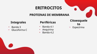 Diapositivas de Tejido Sanguineo.pptx