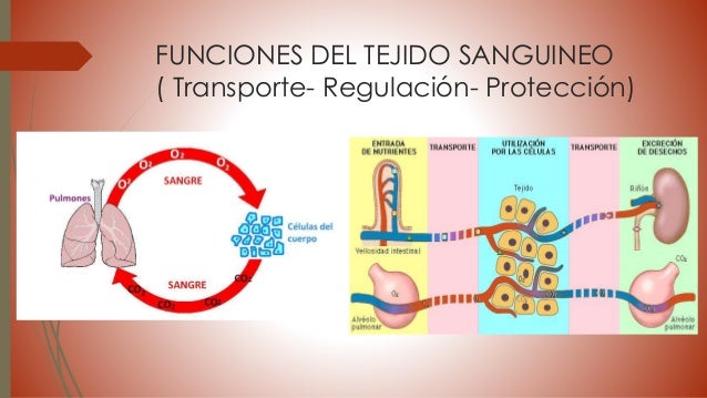 Tejido sanguíneo