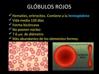 Tejido sanguíneo | PPT