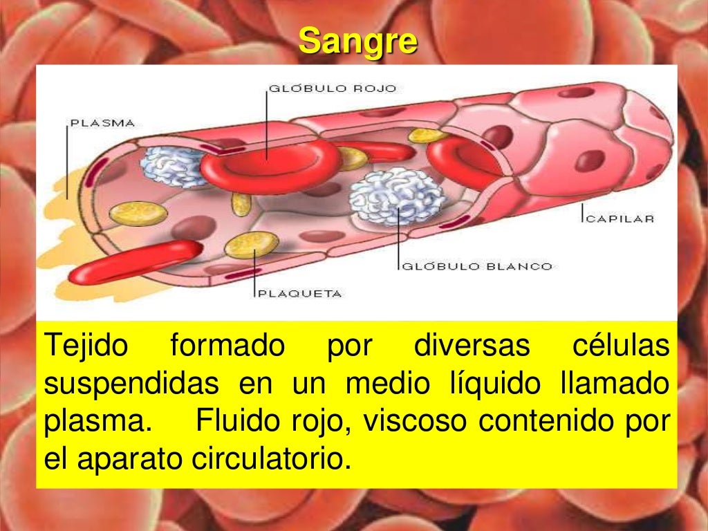 Tejido sanguíneo
