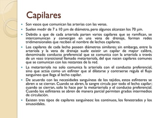 Tejido sanguíneo | PDF