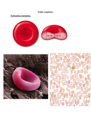 Tejido sanguíneo.
Eritrocitos o hematíes.
 